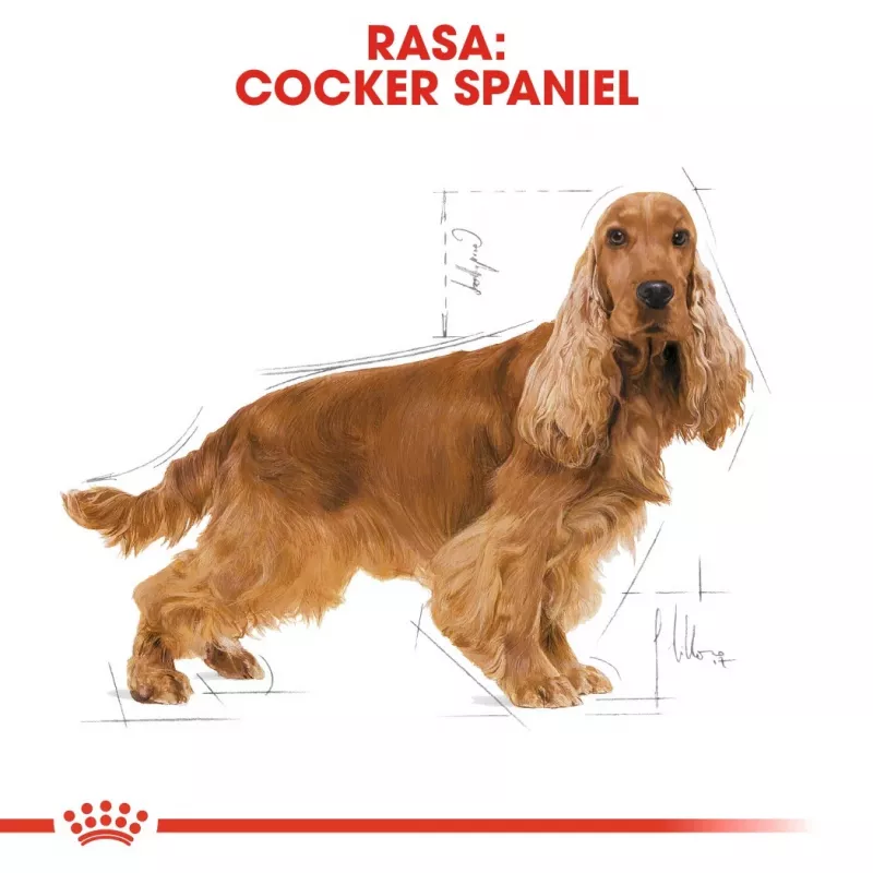 Royal Canin Cocker Adult sucha karma dla psów, 12 kg