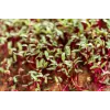 Nasiona Rzodkiewki China Rose do Kiełkowania, Opakowanie 20g