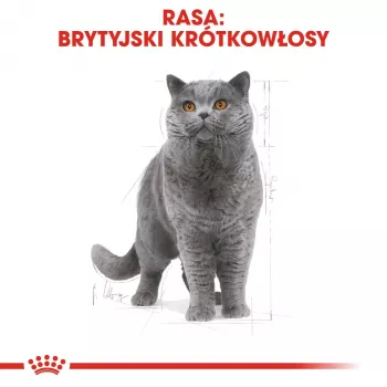 Sucha karma dla kota Royal Canin British Shorthair Adult 2 kg — drób, 34% białka, 19% tłuszczu