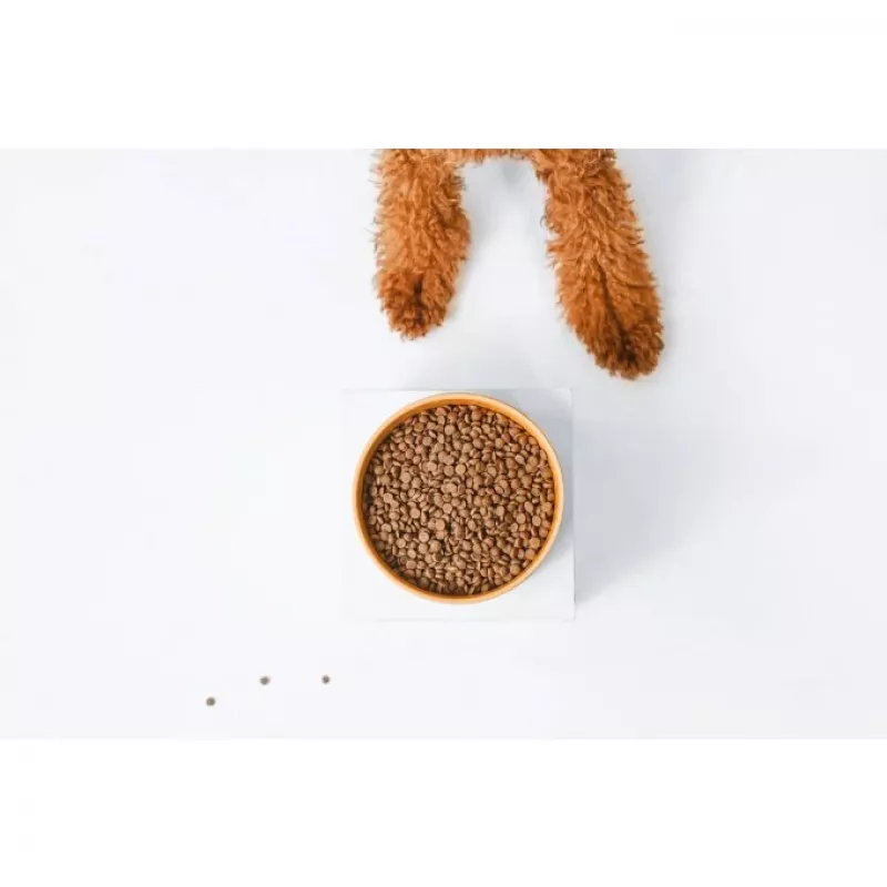 Sucha karma dla psa nature’s protection Superior Care czerwony Coat Adult Small breed Grain free Salmon 10 kg