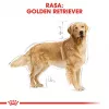 ROYAL CANIN BHN Golden Retriever sucha karma dla psa - 12kg