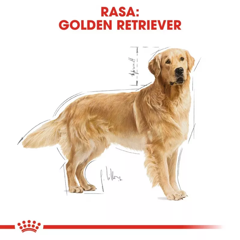 ROYAL CANIN BHN Golden Retriever sucha karma dla psa - 12kg
