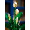 LEGO BOTANICALS 11504 Lilia Pokojowa