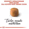 Sucha karma dla kota Royal Canin Maine Coon Adult 10 kg — drób (kurczak), 31% białka, 20% tłuszczu
