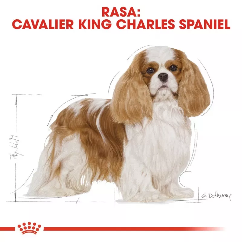 Sucha karma dla psa Royal Canin Cavalier King Charles Adult 1,5 kg — kurczak, mała rasa, skóra i sierść, wsparcie serca