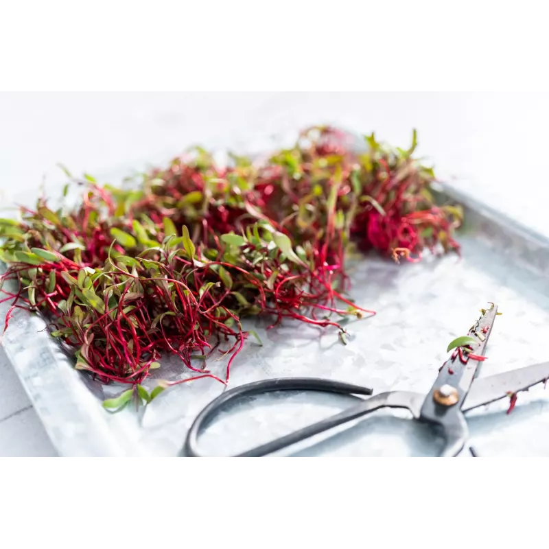 Nasiona Rzodkiewki China Rose do Kiełkowania, Opakowanie 20g
