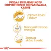 ROYAL CANIN FBN Maine Coon - mokra karma dla kota - saszetka 12x 85g