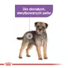 Sucha karma dla psa Royal Canin Mini Sterilised Care — 3 kg, kurczak, dla sterylizowanych małych ras (5–10 kg), dorosłe psy, 30% białka