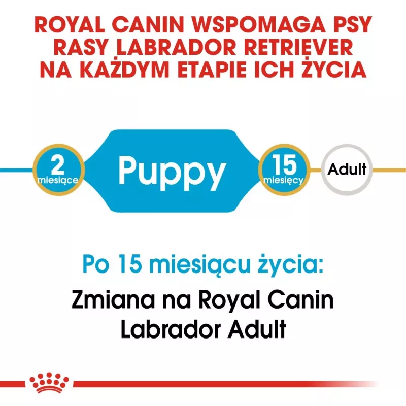 ROYAL CANIN SHN Breed Labrador Junior karma sucha dla psa - 12 kg