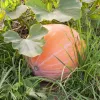Nasiona — Apte Dynia Olbrzymia Dolores (dynia olbrzymia) nasiona, opakowanie 5 g