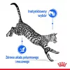 Mokra karma dla kota Royal Canin Indoor Sterilized saszetka 85 g — dorosłe koty sterylizowane przebywające w domu, smak drobiowy, opakowanie 12 x 85 g