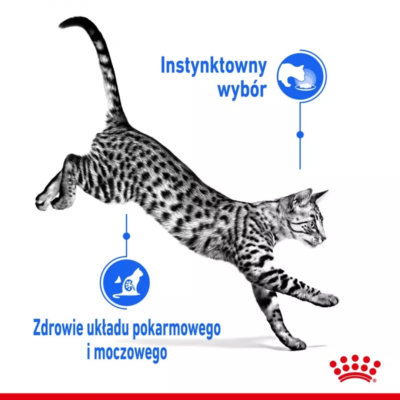 Mokra karma dla kota Royal Canin Indoor Sterilized saszetka 85 g — dorosłe koty sterylizowane przebywające w domu, smak drobiowy, opakowanie 12 x 85 g
