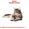 ROYAL CANIN FBN Maine Coon - mokra karma dla kota - saszetka 12x 85g