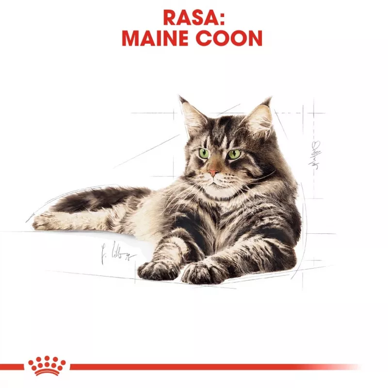 ROYAL CANIN FBN Maine Coon - mokra karma dla kota - saszetka 12x 85g
