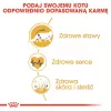 Sucha karma dla kota Royal Canin Maine Coon Adult 10 kg — drób (kurczak), 31% białka, 20% tłuszczu