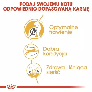 Sucha karma dla kota Royal Canin Bengal Adult 2 kg — drób, 40% białka, 18% tłuszczu, pielęgnacja układu pokarmowego i skóry