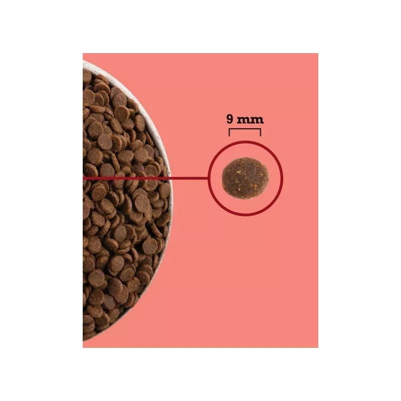 ACANA Highest Protein do użytku wewnętrznego Cat - sucha karma dla kotów - 1,8kg