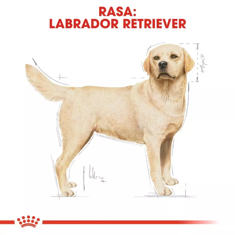 Royal Canin BHN Labrador Adult sucha karma dla psów, 12 kg