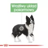 ROYAL CANIN CCN Medium Digestive Care - sucha karma dla psów - 3 kg