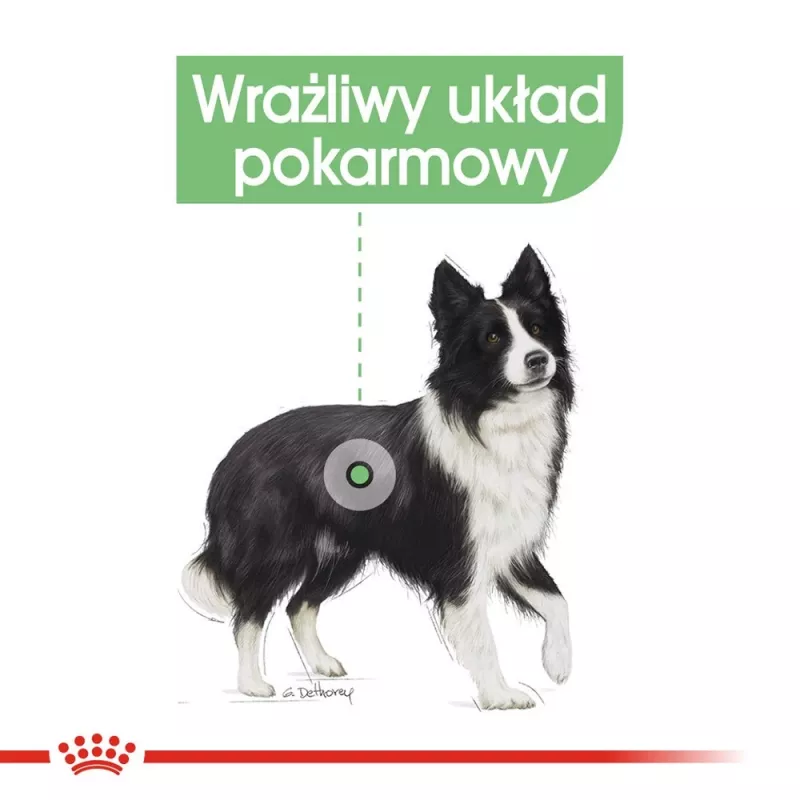 ROYAL CANIN CCN Medium Digestive Care - sucha karma dla psów - 3 kg