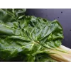 Nasiona warzyw Lucullus Leaf Beet Toraf, opakowanie 5 g