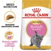 Sucha karma dla kota Royal Canin British Shorthair Kitten 2 kg – kurczak, 38% białka, 20% tłuszczu, formuła wzrostu