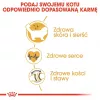 Royal Canin FBN Ragdoll Adult sucha karma dla kotów, 2 kg