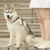 PETKIT Worki na odchody