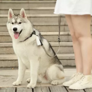 PETKIT Worki na odchody