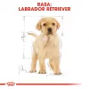 ROYAL CANIN SHN Breed Labrador Junior karma sucha dla psa - 12 kg