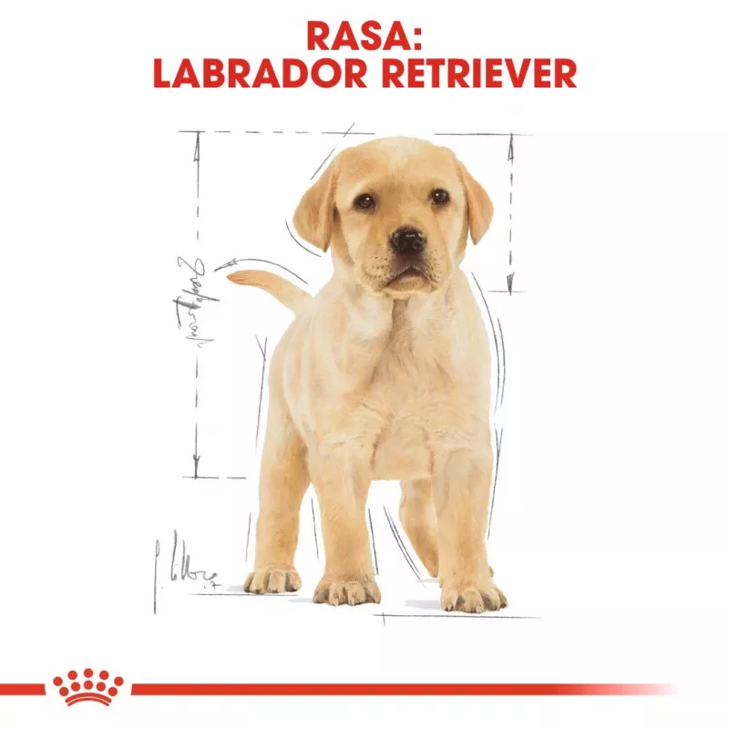 ROYAL CANIN SHN Breed Labrador Junior karma sucha dla psa - 12 kg