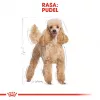 Sucha karma dla psa Royal Canin Poodle Adult 1,5 kg — kurczak, 30% białka, 19% tłuszczu