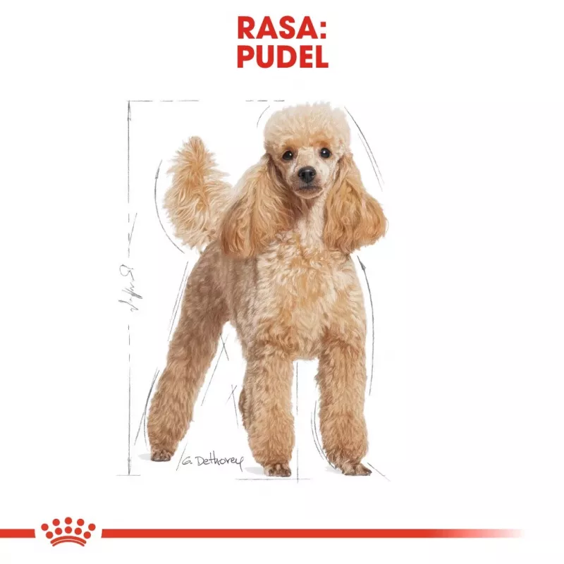 Sucha karma dla psa Royal Canin Poodle Adult 1,5 kg — kurczak, 30% białka, 19% tłuszczu