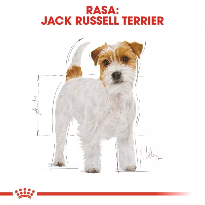 ROYAL CANIN Jack Russell Adult - sucha karma dla psów - 7,5 kg