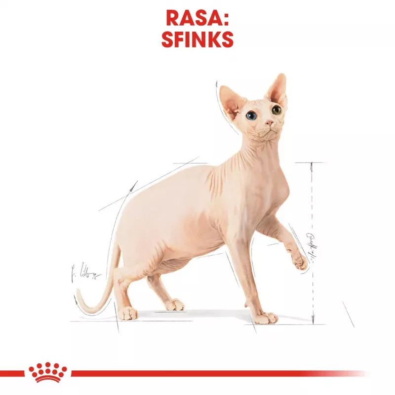 Sucha karma dla kota Royal Canin Sphynx Adult 2 kg — smak wieprzowiny, 33% białka, 23% tłuszczu
