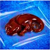 Liscianigiochi Zestaw Naukowy Crazy Science Slime Chameleon 304-PL89246 – edukacyjny zestaw do eksperymentów ze slime