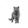 Royal Canin British Shorthair Adult sucha karma dla kotów, 10 kg
