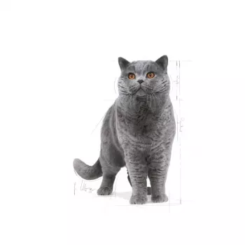 Royal Canin British Shorthair Adult sucha karma dla kotów, 10 kg