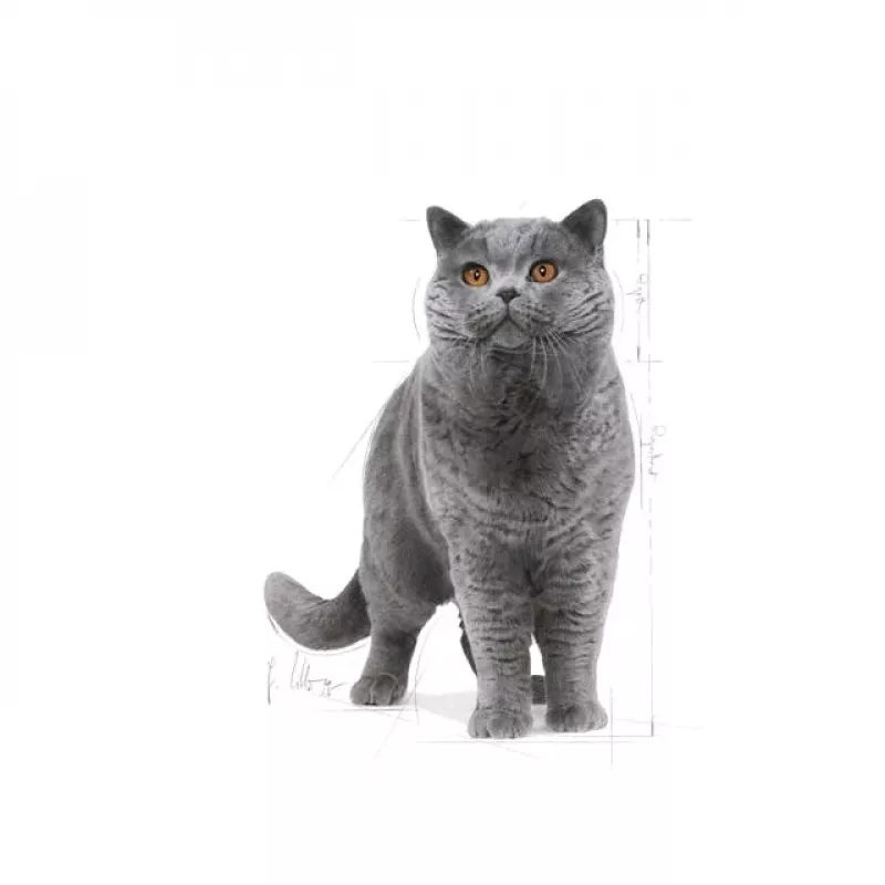 Royal Canin British Shorthair Adult sucha karma dla kotów, 10 kg