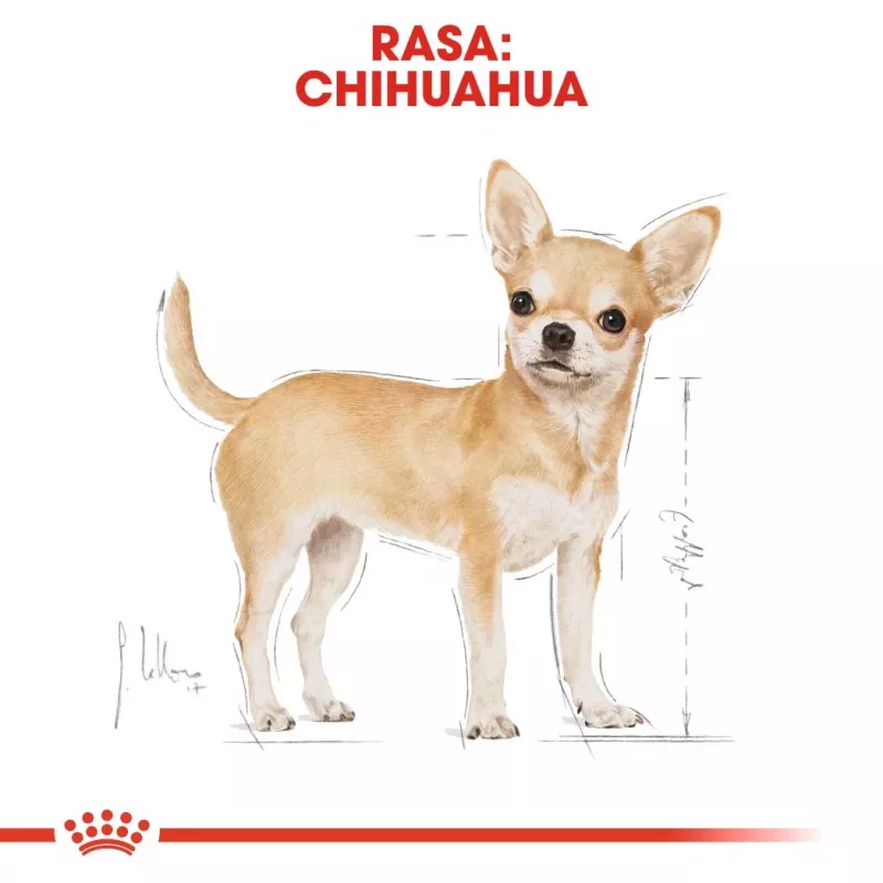 Sucha karma dla psa Royal Canin Chihuahua Adult 1.5 kg — Kurczak, 28% białka, rasa mała/X‑mała