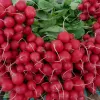 Nasiona Apte Rzodkiewka CARMEN — polska odmiana rzodkiewki do całorocznej uprawy
