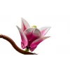 LEGO BOTANICALS 11510 Gałęzie Magnolii
