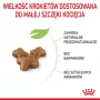 sucha karma dla kota Royal Canin Kitten 10 kg — kurczak, 36% białka, 18% tłuszczu, dla kociąt i kotek w ciąży/laktacji