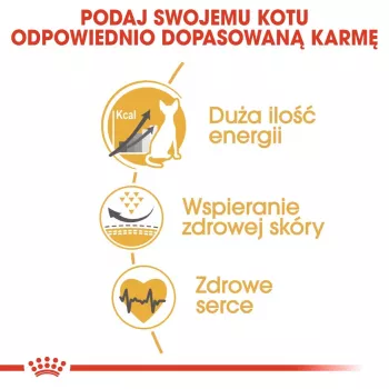 Sucha karma dla kota Royal Canin Sphynx Adult 2 kg — smak wieprzowiny, 33% białka, 23% tłuszczu