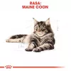 Sucha karma dla kota Royal Canin Maine Coon Adult 10 kg — drób (kurczak), 31% białka, 20% tłuszczu