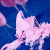 Zestaw naukowy Liscianigiochi Crazy Science Slime w ciemności 304-PL89239 — zestaw do eksperymentów ze świecącym w ciemności slime'em