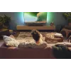 Soundbar Philips TAB5309/10 120 W
