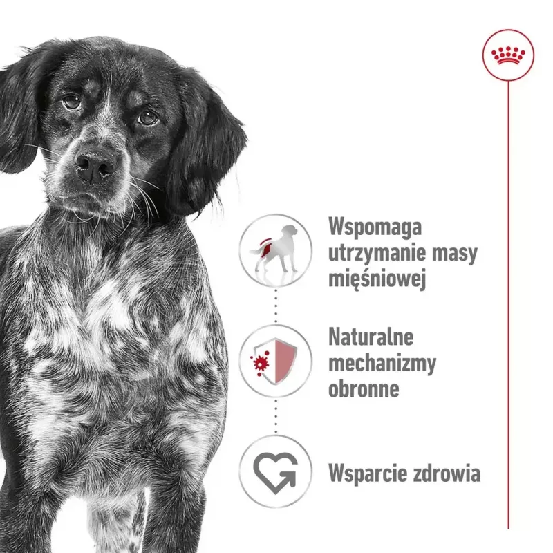 Sucha karma dla psa Royal Canin Medium Adult — kurczak i wieprzowina, 4 kg; białko 25%, tłuszcz 14%