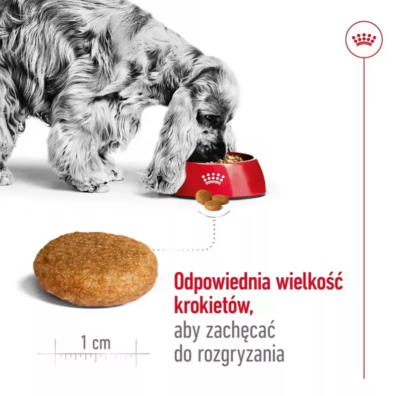 Sucha karma dla psa Royal Canin Medium Adult — kurczak i wieprzowina, 4 kg; białko 25%, tłuszcz 14%