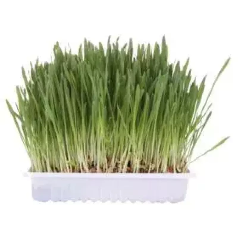 Przysmak z trawy dla kota Trixie 4236 saszetka 100 g — roślinny przysmak warzywny, odrobaczanie
